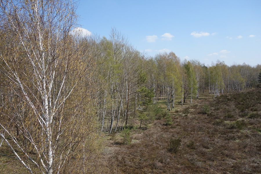 Birken und Heideflächen im Frühjahr