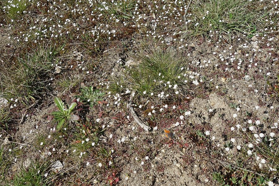 Lückige Sandheide mit Moosen und Gräsern